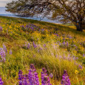 The State of Education in Southeastern Washington: An Expert's Perspective