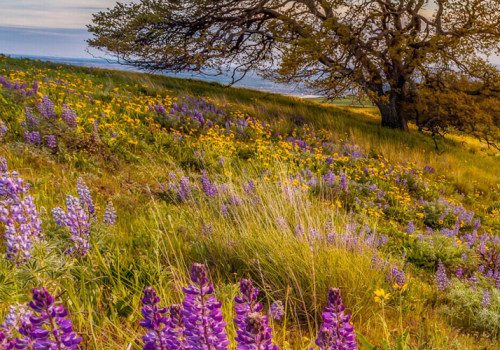 The State of Education in Southeastern Washington: An Expert's Perspective